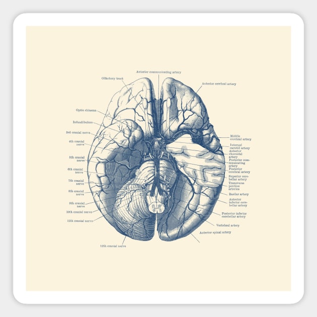 Human Brain Diagram - Anatomy Magnet by Vintage Anatomy Prints